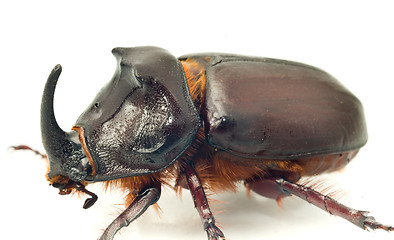 Image showing Side Macro view of rhinoceros or unicorn beetle 