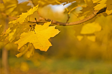 Image showing Fall - yellow leaf over blurred colorful background