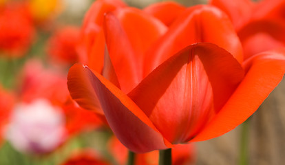 Image showing Spring flowers. Close-up of red Tulip bud