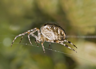 Image showing Macro of large spider on cobweb