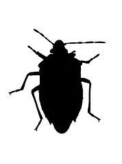 Image showing Silhouette of bug (chinch)