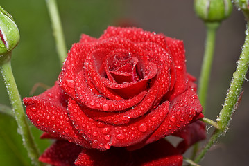 Image showing Red wet rose with water droplets