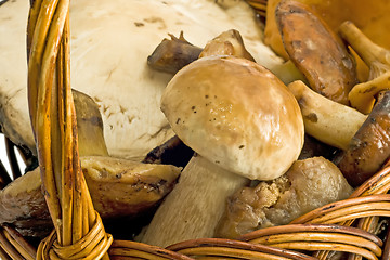 Image showing Closeup of beautiful mushrooms in the basket