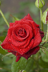 Image showing Beautiful rose