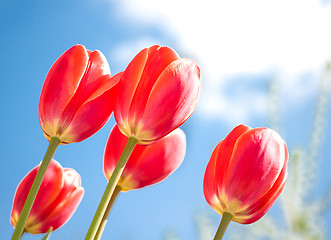 Image showing Red tulips and blue sky