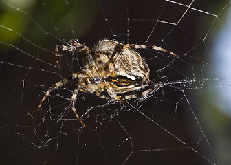 Image showing Close-up of Beautiful spider