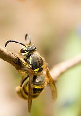 Image showing Spring. Closeup of Wasp 