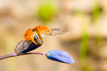 Image showing Start to fly. Closeup of ladybird on snowdrop