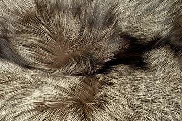 Image showing Closeup of polar Fox fur