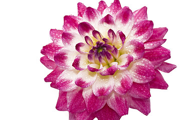 Image showing Pink Wet dahlia (georgina) with droplets