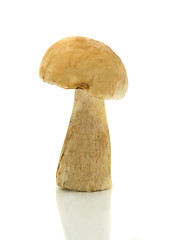 Image showing Single cep over white