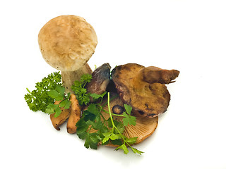 Image showing Group of mushrooms and green parsley