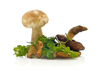Image showing Group of mushrooms and green parsley