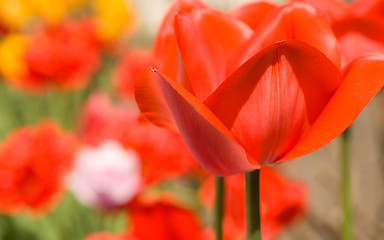 Image showing Red Tulip bud in the garden