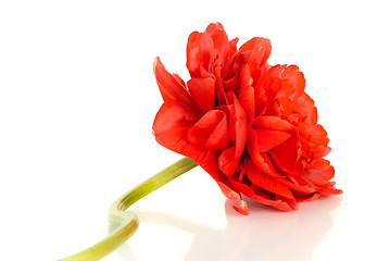 Image showing Flower. Red tulip bud isolated