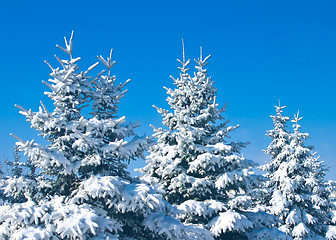 Image showing Winter forest - snowy firtrees