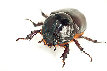 Image showing Macro of rhinoceros or unicorn beetle