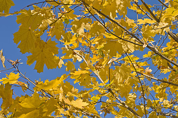 Image showing Maple branches with yellow leaves