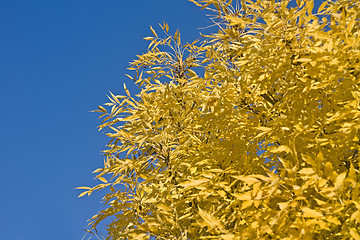 Image showing Wonderful autumn - yellow leaves of tree