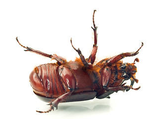 Image showing Macro Belly of rhinoceros or unicorn beetle