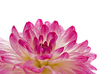 Image showing Close-up - pink dahlia (georgina)
