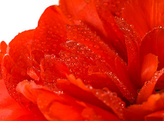 Image showing Red tulip bud with water droplets 