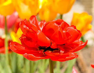Image showing Red Tulip bud and flowers on backgorund