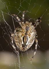 Image showing Vertical view - Close-up of Beautiful spider