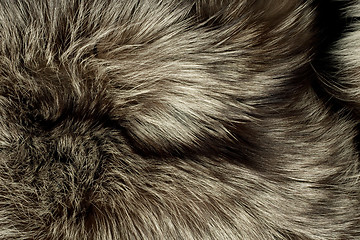 Image showing Background - beautiful polar Fox fur