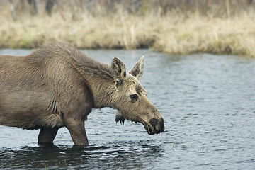 Image showing Young female moose