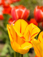 Image showing Tulips in the garden