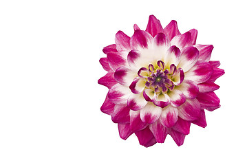 Image showing Flowers. Close-up of pink dahlia