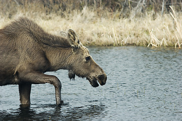 Image showing Young female moose wading the pond