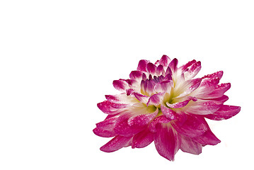 Image showing Close-up of wet dahlia (georgina)