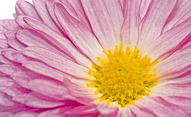 Image showing Golden-daisy or chrysanthemum on white