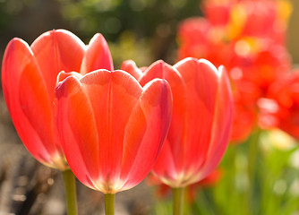 Image showing Spring flowers. Three beautiful tulips