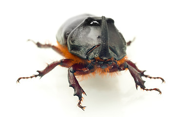 Image showing Front Macro view of rhinoceros or unicorn beetle