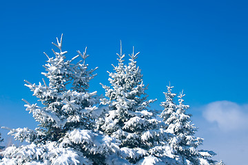 Image showing Forest in winter - snowy firtrees