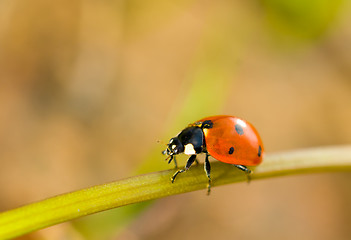 Image showing Spring comes. Closeup of ladybird