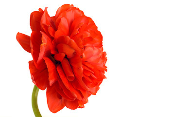 Image showing Flower. Close-up of red tulip