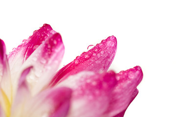 Image showing Closeup of dahlia petal with water droplet