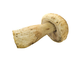 Image showing Single cep Isolated on white