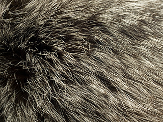 Image showing Beautiful fur of polar Fox