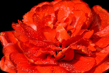 Image showing Red tulip bud with water drops