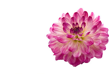 Image showing Close-up of beautiful pink dahlia 
