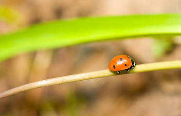 Image showing On a way. Closeup of ladybird in spring