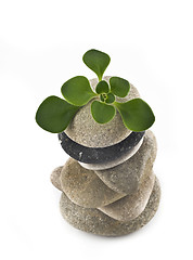 Image showing Life - balanced stone tower with green plant
