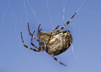 Image showing Macro of spider on web