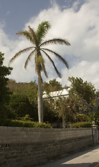 Image showing palm tree