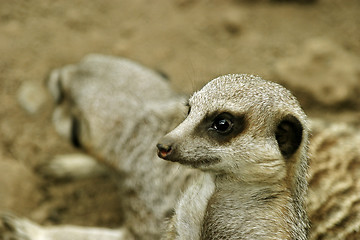 Image showing Meerkats